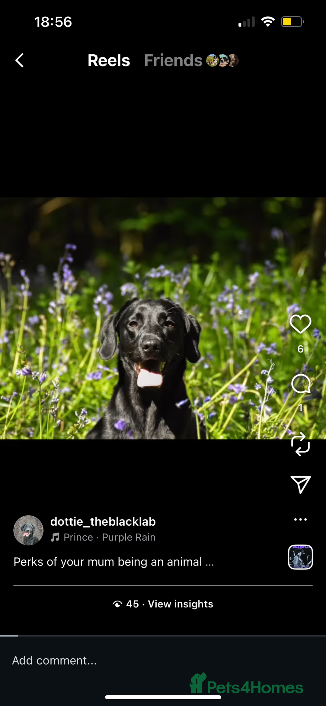 Labrador Retriever dogs for sale: Beautiful black lab for rehoming - Advert 7
