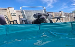 Miniature Dachshund dogs for sale: Miniature dachshund  - Image 33