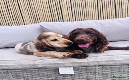 Cocker Spaniel dogs for sale: Cocker spaniel puppy - Image 3