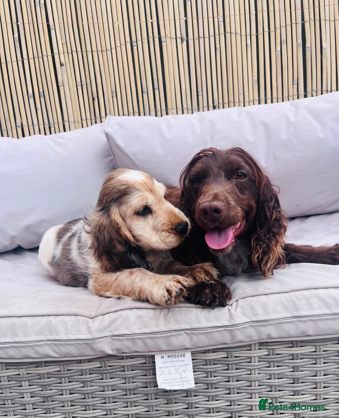 Cocker Spaniel dogs for sale: Cocker spaniel puppy - Image 3