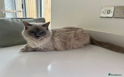 Ragdoll cats for sale: Stunning Bluepoint Ragdoll kittens!  - Image 5