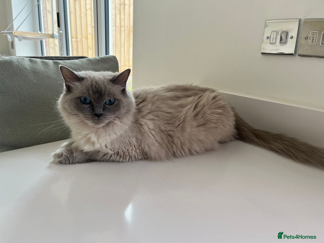 Ragdoll cats for sale: Stunning Bluepoint Ragdoll kittens!  - Image 5
