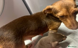 Jack Russell dogs for sale: Jack Russell puppies for sale  - Image 6