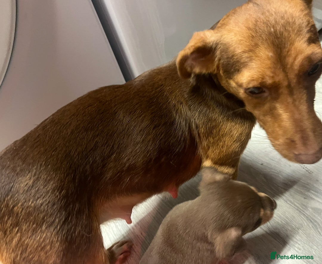 Jack Russell dogs for sale: Jack Russell puppies for sale  - Image 6