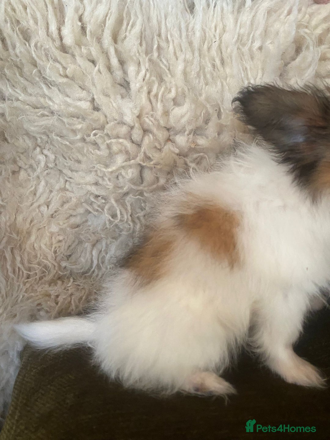 Papillon dogs for sale: Kennel Club registered Papillons - Advert 9