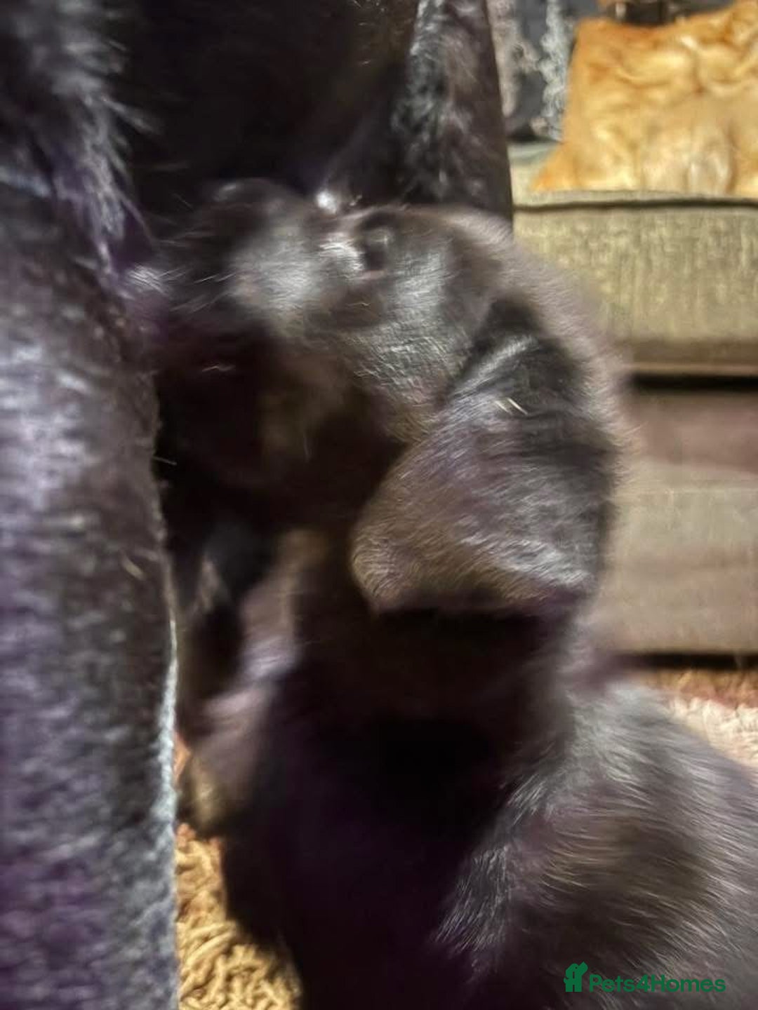 Labrador Retriever dogs for sale: Labrador girl’s ready now  - Advert 8