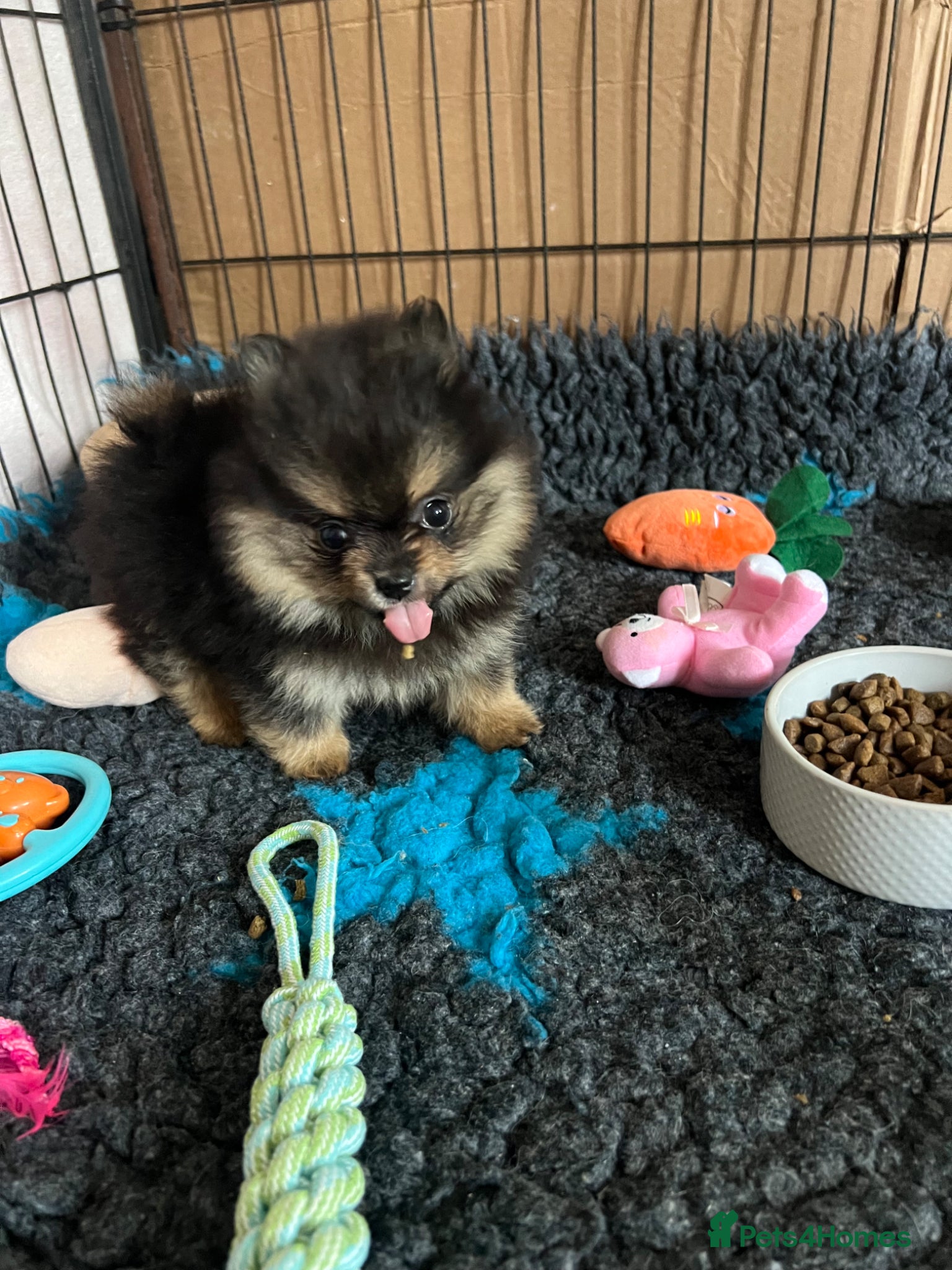 Pomeranian dogs for sale: Pomeranian Puppies Black & Tan Chocolate Sable - Advert 11