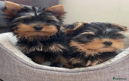 Yorkshire Terrier dogs for sale: 🐾 Miniature Yorkshire Terrier Puppies 🐾 - Image 4