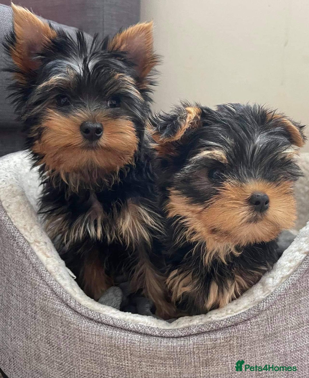 Yorkshire Terrier dogs for sale: 🐾 Miniature Yorkshire Terrier Puppies 🐾 - Image 4