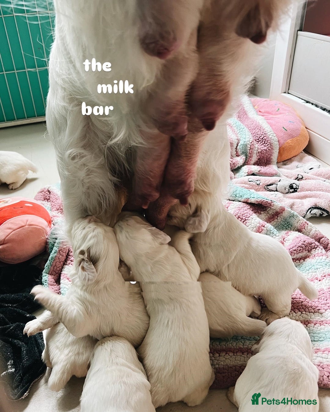 Clumber Spaniel dogs for sale: stunning litter of Clumber Spaniel puppies - Advert 8