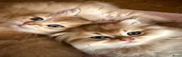 British Longhair cats for sale: Show Quality Golden BLH chinchillas - Advert 6