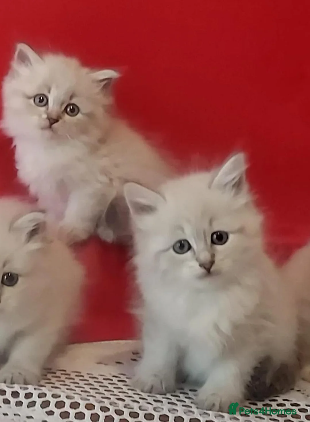 Siberian cats for sale: GCCF Registered Siberian Kitten For Sale  - Advert 11