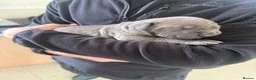 Cane Corso dogs for sale: 2 beautiful chunky cane corso male puppies  in Frizington - Advert 5