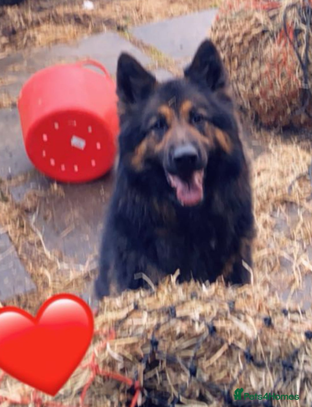 Mixed Breed dogs for sale: Gsd x cocker spaniel (hybrid) - Advert 6