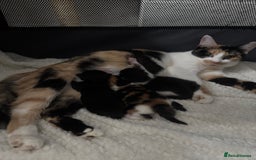 Mixed Breed cats for sale: Fluffy kittens - Image 18