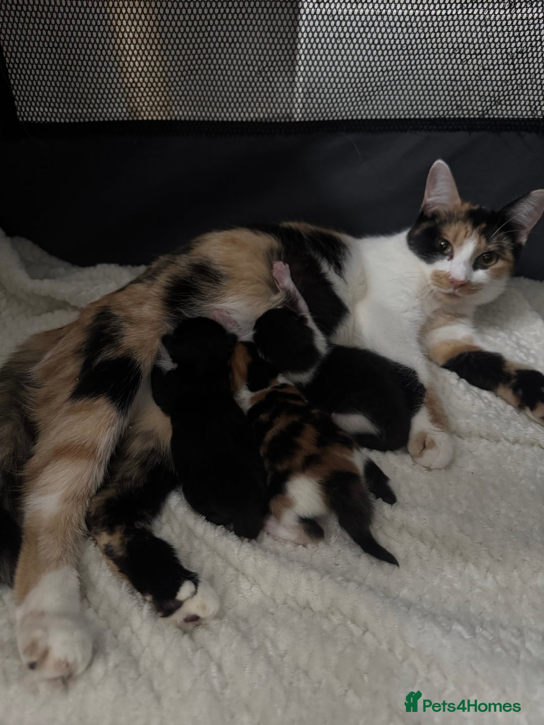 Mixed Breed cats for sale: Fluffy kittens - Image 18