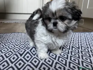 Shih Tzu dogs Shih Tzu Puppys 1 little girl left - Advert 2