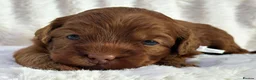 Australian Labradoodle dogs for sale: Superior Australian Labradoodle Puppies - Advert 4