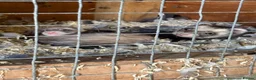 Ferret rodents for sale: Half micro semi angora kits - Advert 4