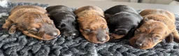 Miniature Dachshund dogs for stud: STUD Mini Dachshund  - Advert 4