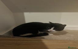 Domestic Shorthair cats for sale: Free! Rehoming our lovely cat, Cosmo 🐾 - Image 1