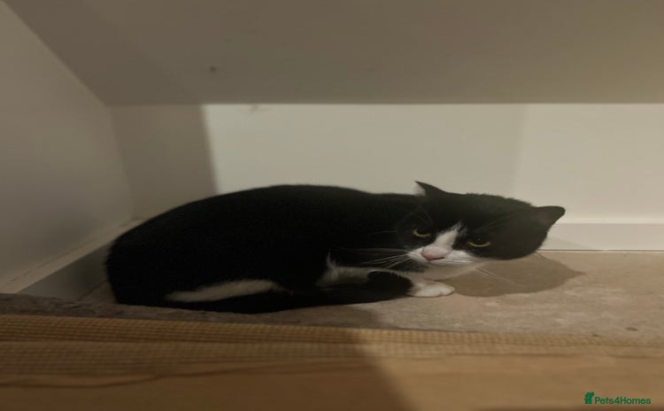 Domestic Shorthair cats - Advert 1