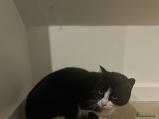 Domestic Shorthair cats - Advert 2