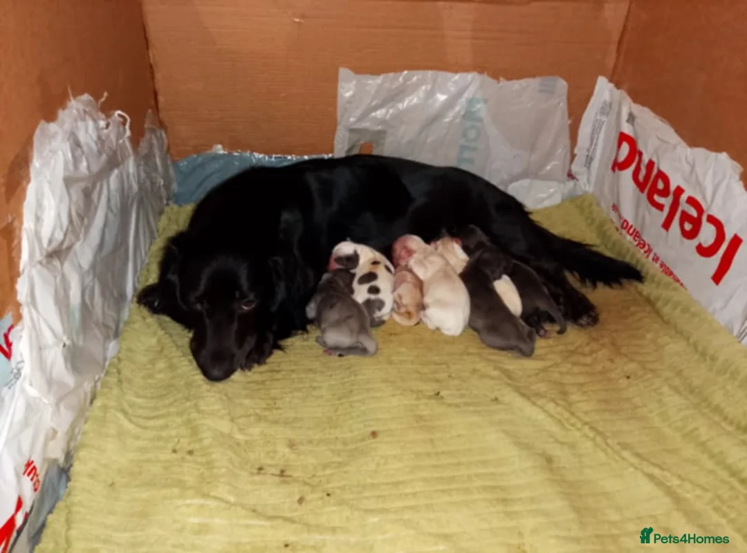 Mixed Breed dogs for sale: Dacshund x springer spaniel. - Advert 18