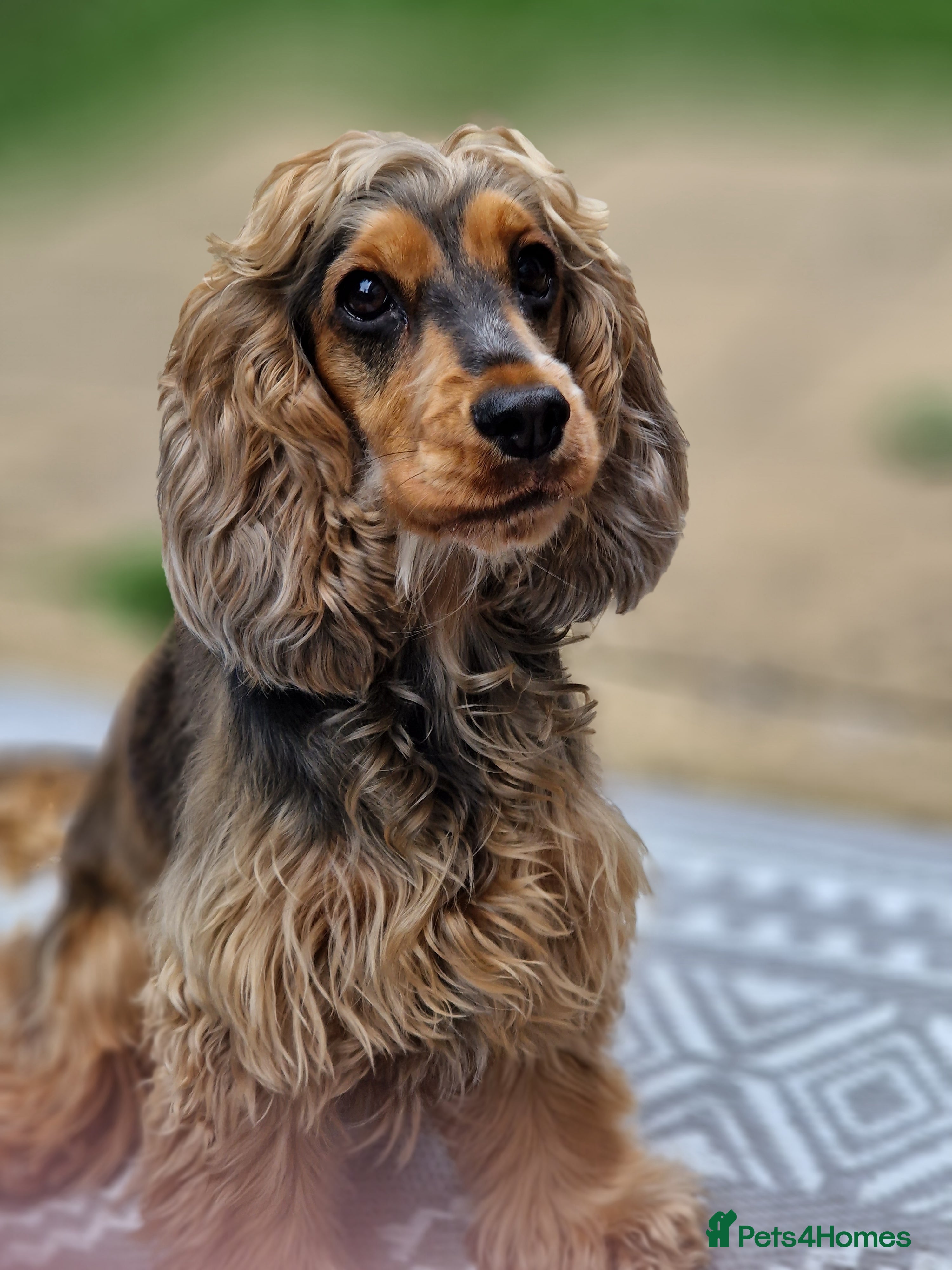 Cocker Spaniel dogs 3 beautiful kc reg show cocker spaniel puppies - Advert 3
