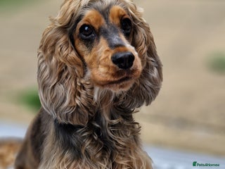 Cocker Spaniel dogs 3 beautiful kc reg show cocker spaniel puppies - Advert 3