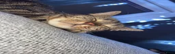 Mixed Breed cats for sale: Female tabby/bengal cat in Dukinfield - Advert 3