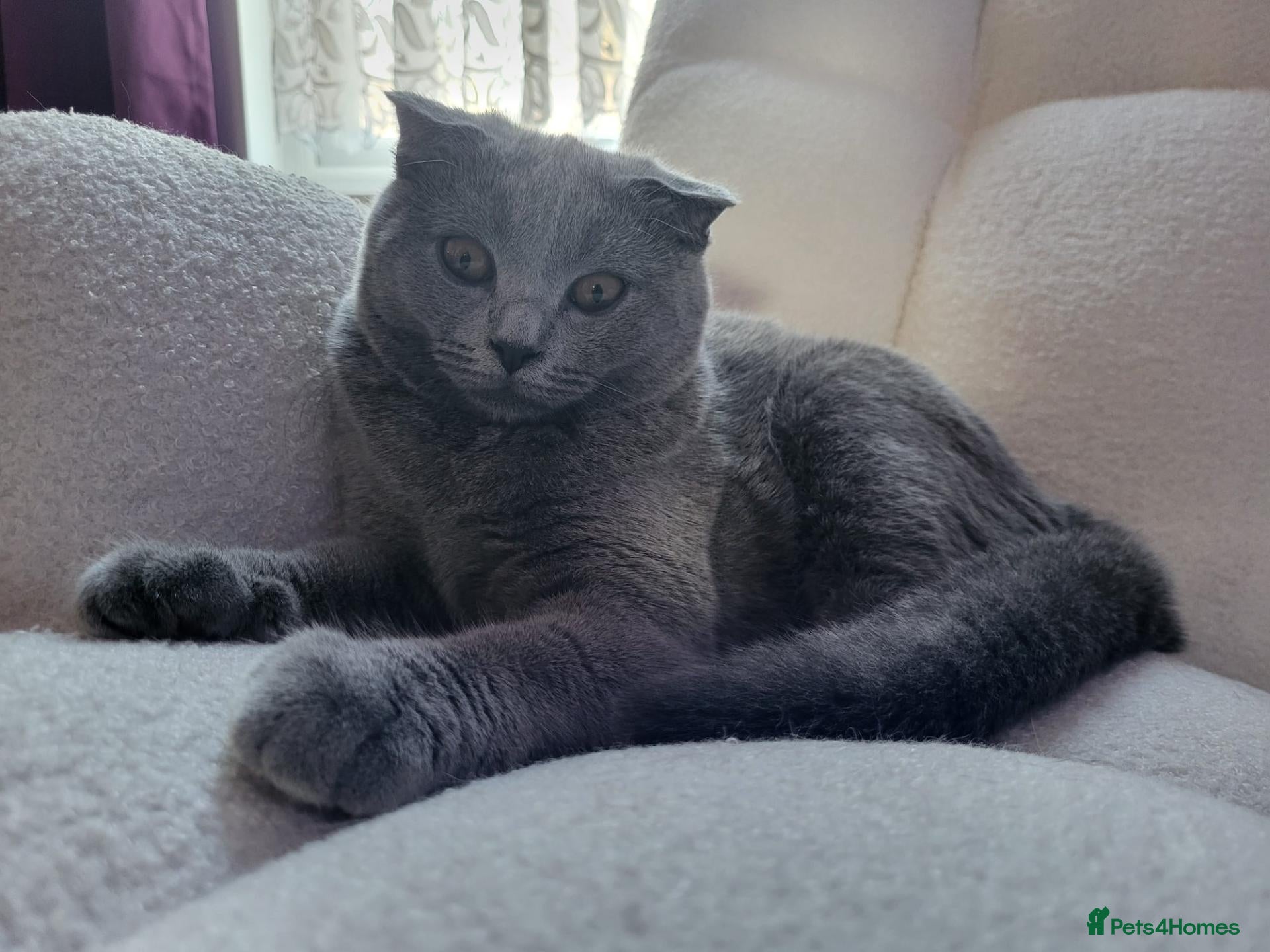 British Shorthair cats British short hair kitten  - Advert 1