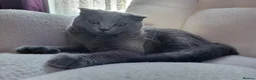 British Shorthair cats for sale: British short hair kitten  - Advert 1