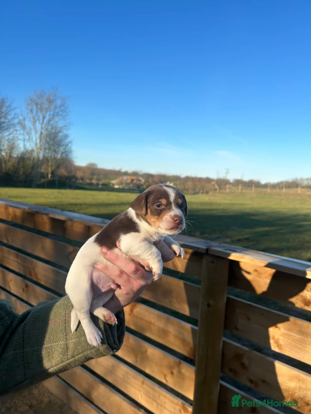 Jack Russell dogs for sale: Stunning Jack Russell puppies fr sale-all colours  - Advert 11