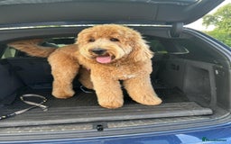 Mixed Breed dogs for sale: F1B SAINTBERNADOODLE BOYS AND GIRLS - Image 2