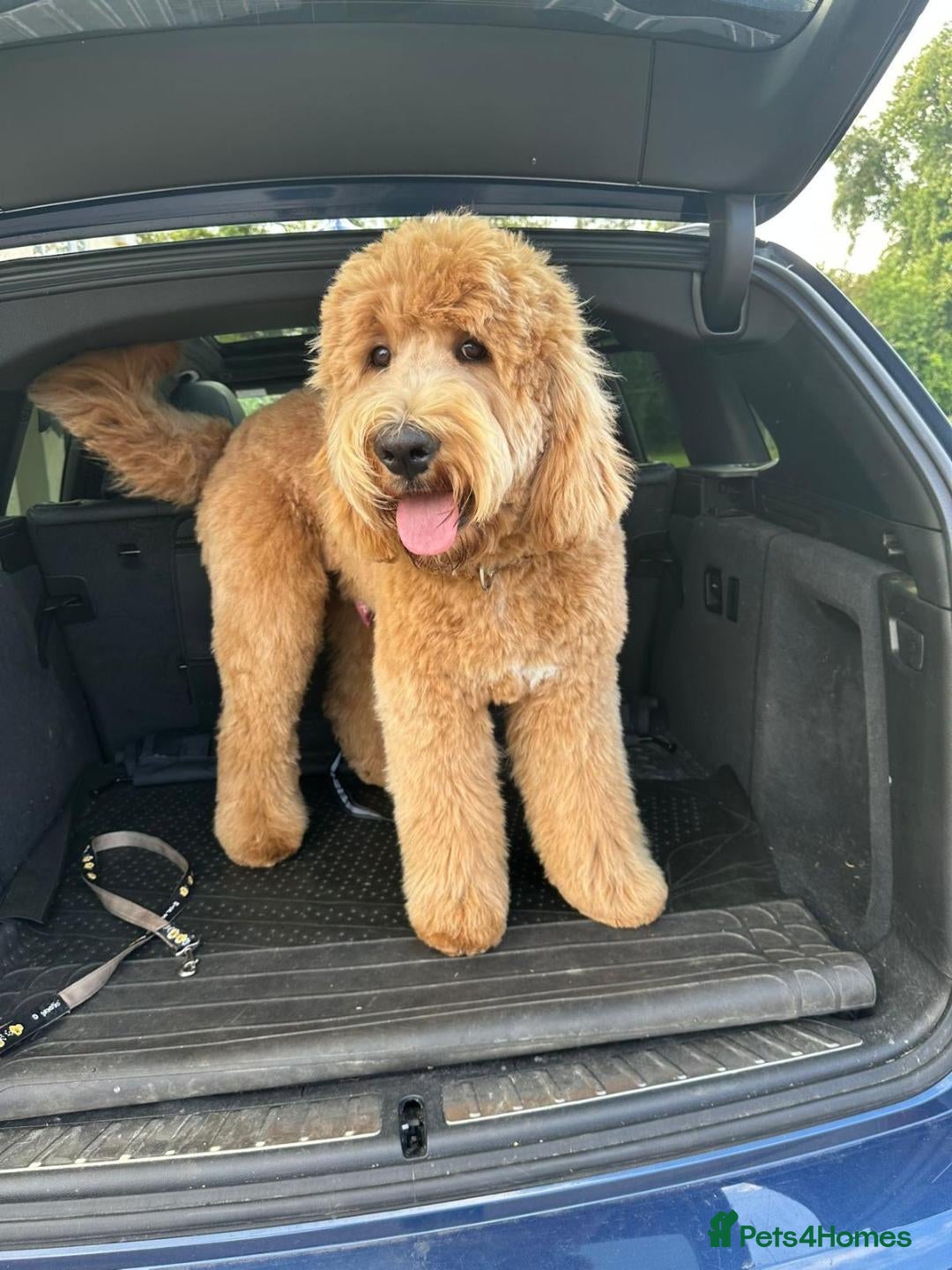 Mixed Breed dogs for sale: F1B SAINTBERNADOODLE BOYS AND GIRLS - Image 2