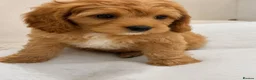 Cavapoo dogs for sale: ADORABLE F1 TOY CAVAPOOS - Advert 8