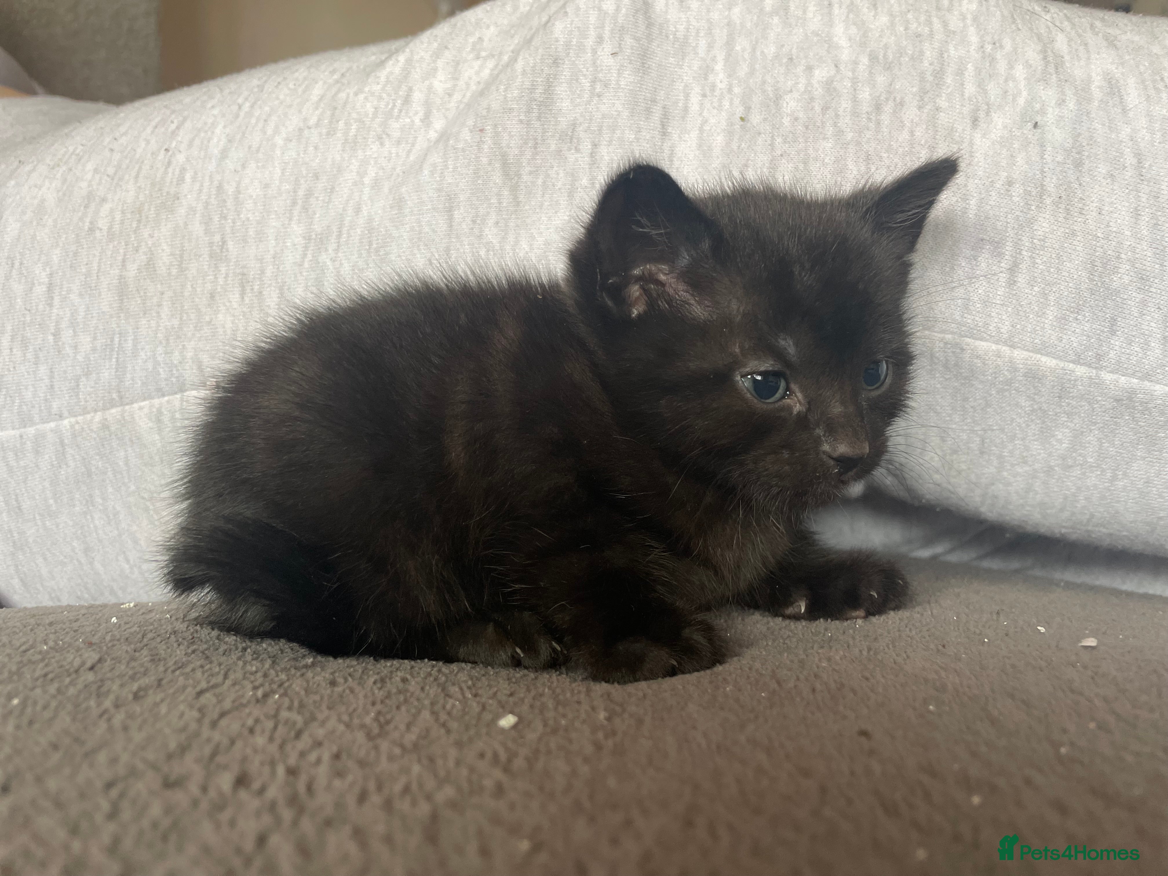 Mixed Breed cats Beautiful BENGAL X BRITISH SH KITTENS  - Advert 2