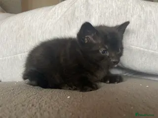 Mixed Breed cats Beautiful BENGAL X BRITISH SH KITTENS - Advert 2