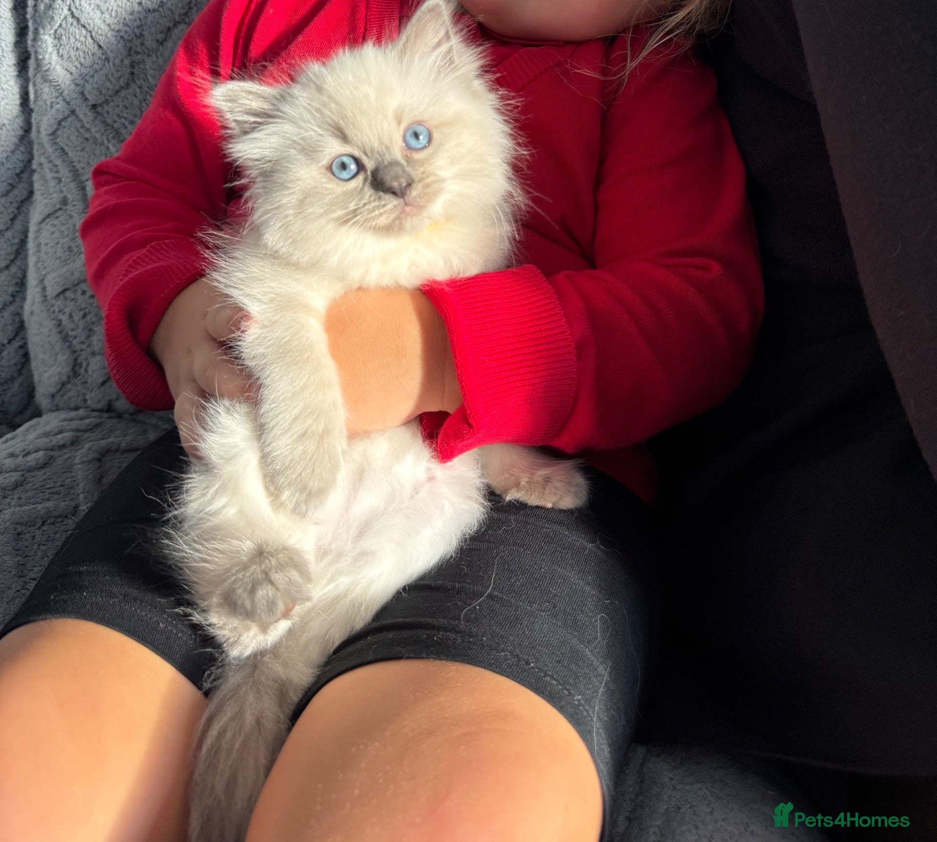 Ragdoll cats for sale: Beautiful Chunky Ragdoll Kittens  - Advert 1