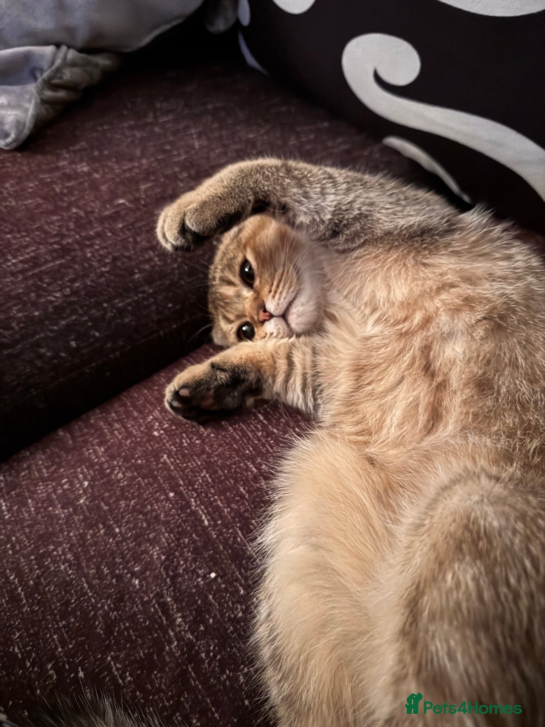 Scottish Fold cats for sale: Gizmo  - Image 7