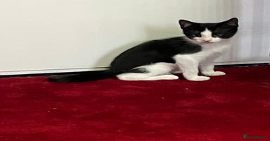 Mixed Breed cats - Advert 10