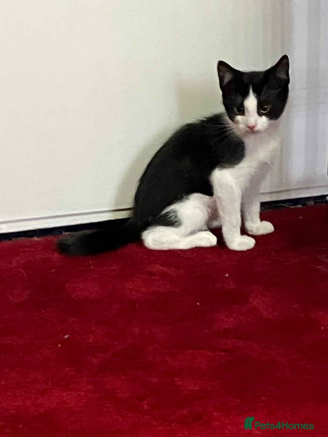 Mixed Breed cats for sale: Beautiful kittens  - Image 2