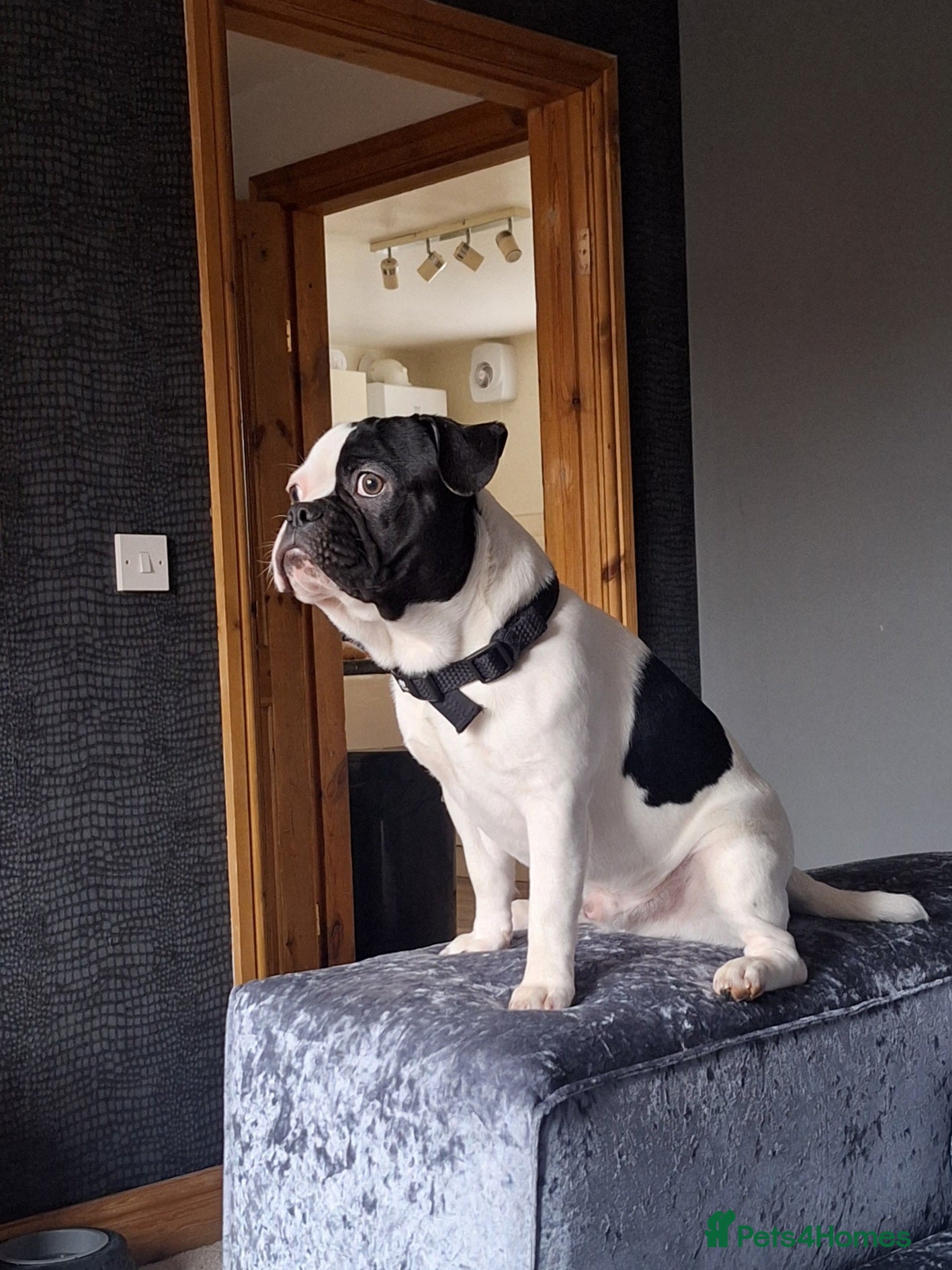 French Bulldog dogs Tyson - Advert 17