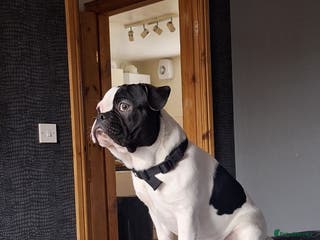 French Bulldog dogs Tyson - Advert 17