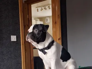 French Bulldog dogs Tyson - Advert 21