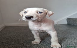 Lurcher dogs for sale: 5 lurcher pups looking for forever homes - Image 13