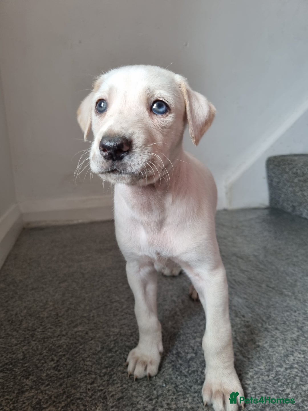 Lurcher dogs for sale: 5 lurcher pups looking for forever homes - Image 13