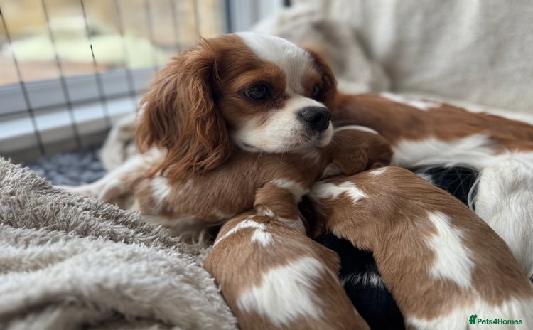 Cavalier King Charles Spaniel dogs - Advert 10