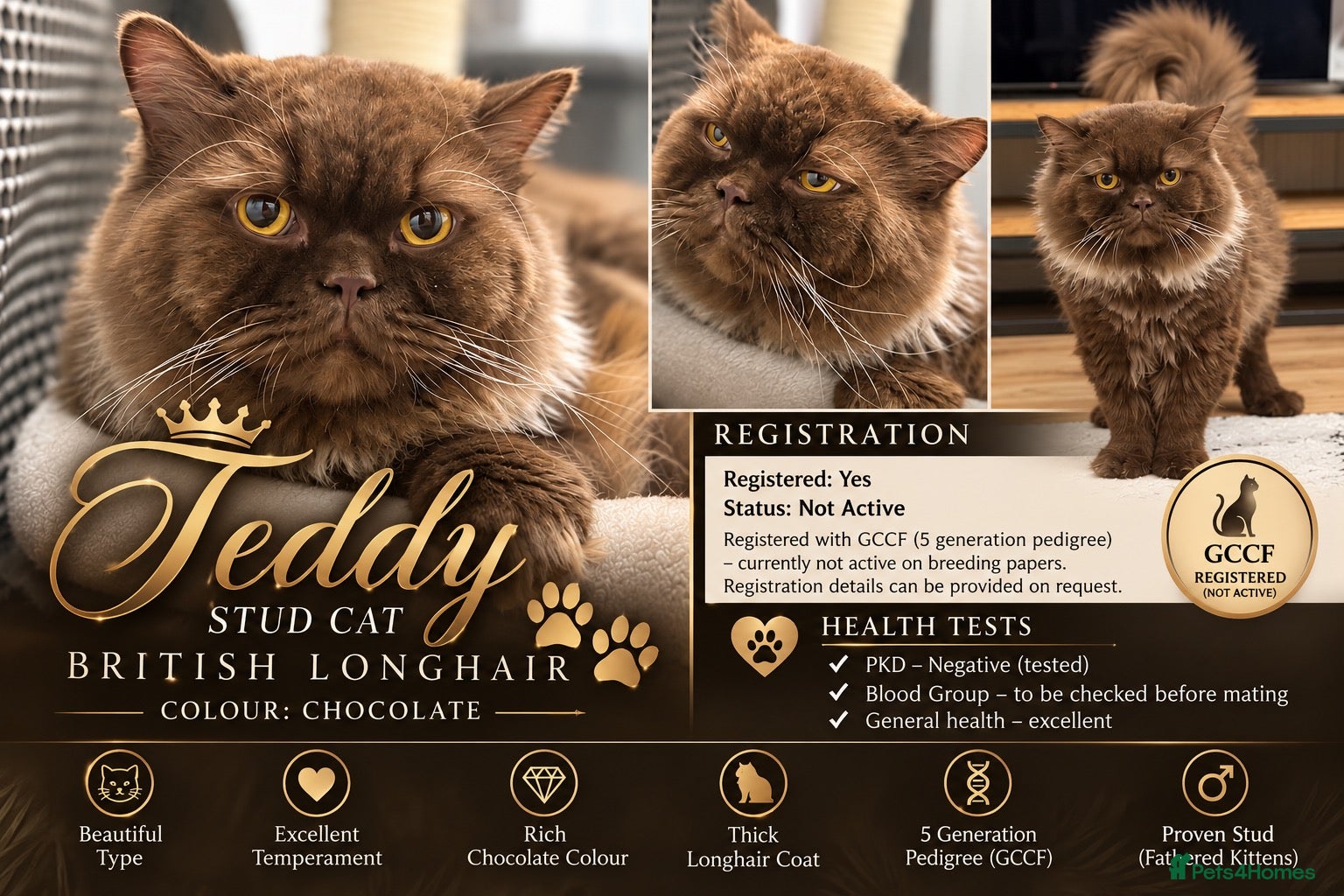 British Longhair cats  TEDDY – BRITISH LONGHAIR STUD CAT 🐾 - Advert 11